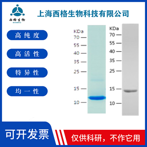 Recombinant Human TWEAK