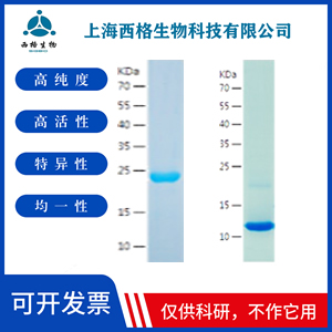 Recombinant Human FGF 23