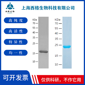 Recombinant Human TGF beta 3