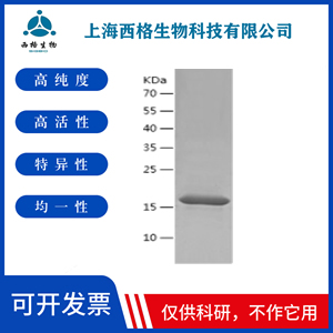 Recombinant Human Thioredoxin 2