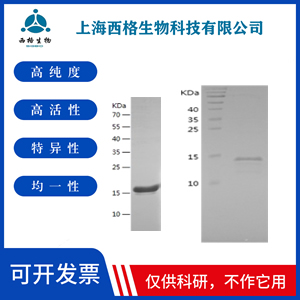 Recombinant Human SUMO4
