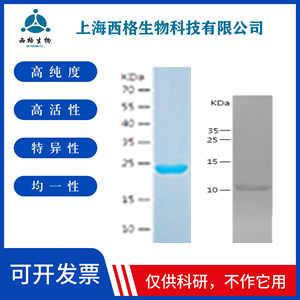 Recombinant Human XCL1