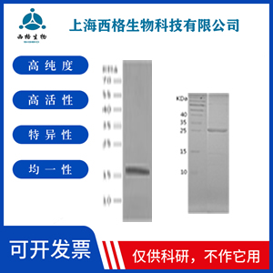 Recombinant Human ABHD10