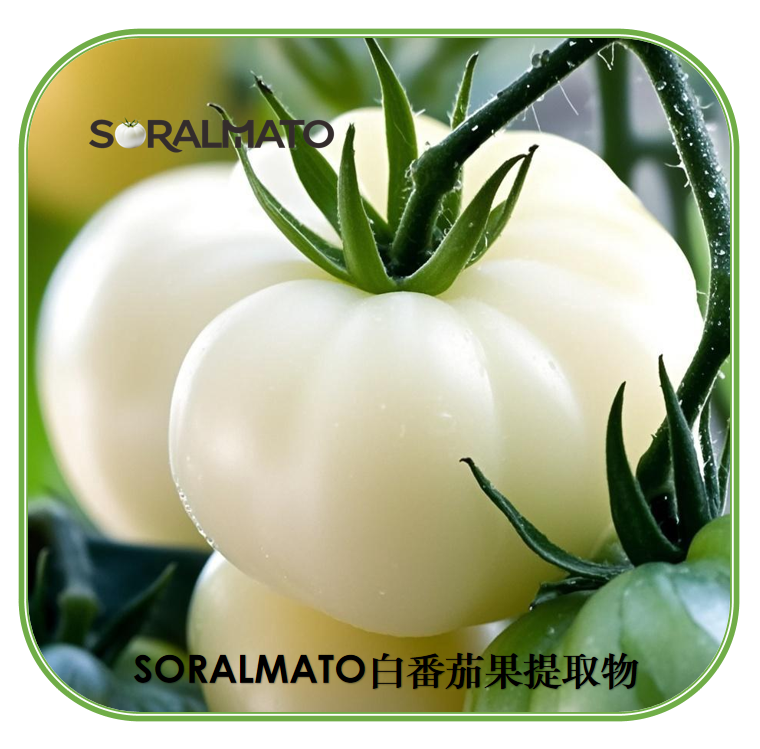 白番茄浓缩粉提取物