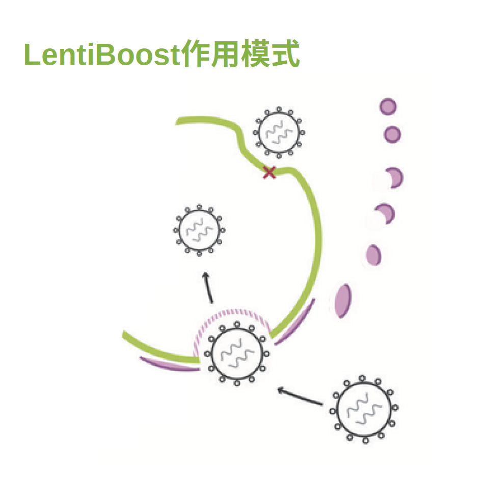 临床级慢病毒转导增强剂-LentiBOOST,病毒感染增强剂