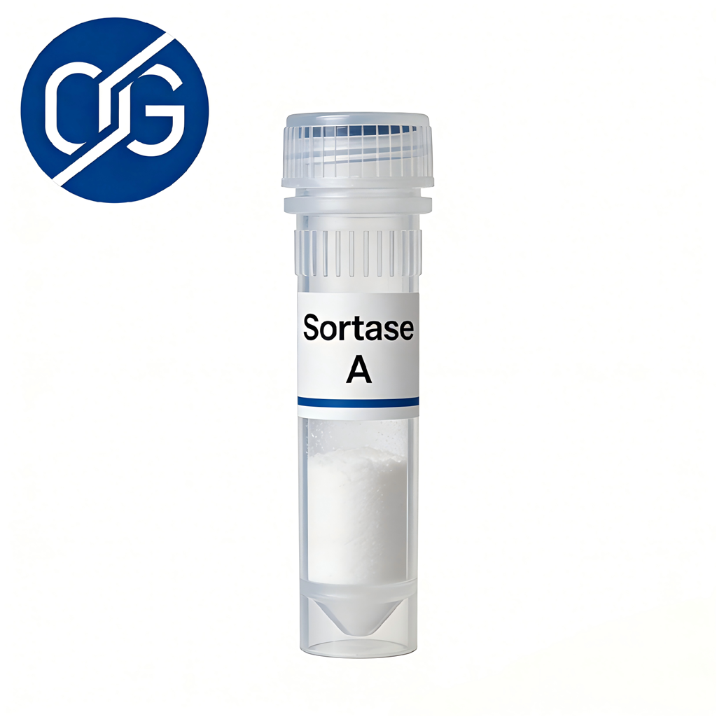 Sortase A