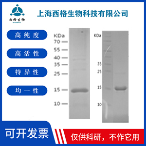 Recombinant Human BDNF