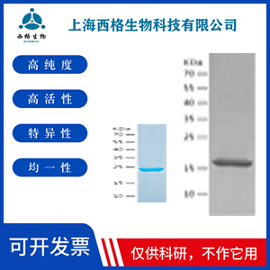 Recombinant Human beta III Tubulin