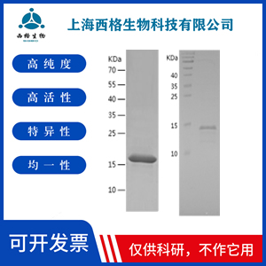 Recombinant Human C6