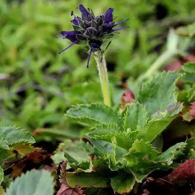 胡黄连苷Ⅱ，39012-20-9， 实验科研级;≥98%以上苷Ⅱ