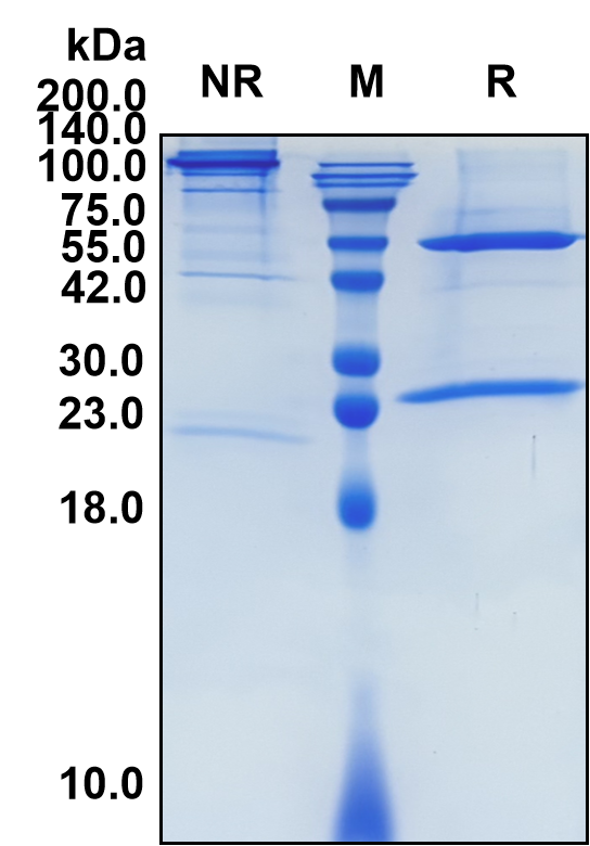 (Atezolizumab)Biosimilar Reference Antibody