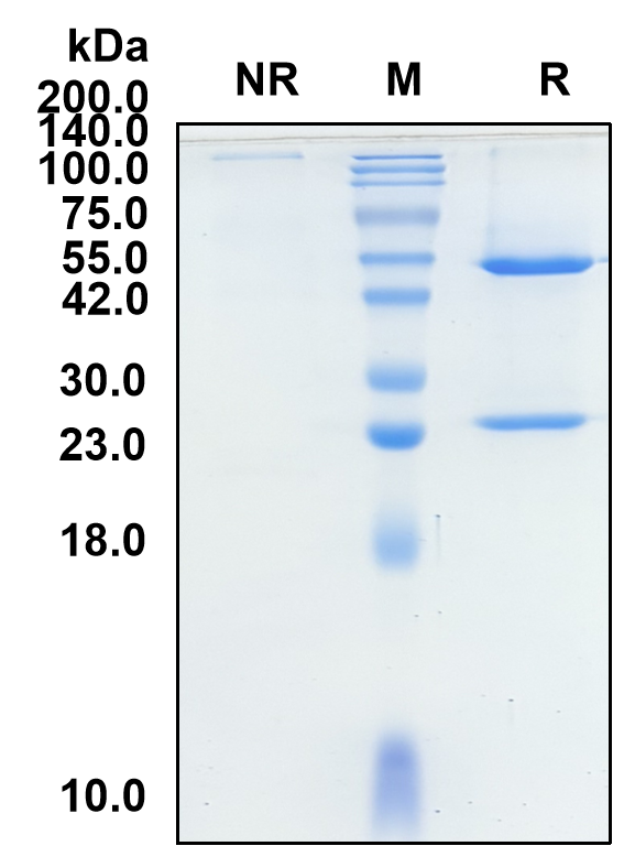 (Magrolimab)Biosimilar Reference Antibody-GS40417