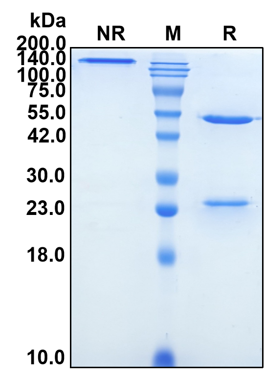 (Manelimab)Biosimilar Reference Antibody-GS40418