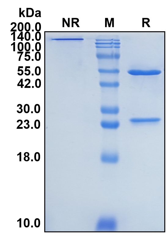(Abelacimab)Biosimilar Reference Antibody-GS40003