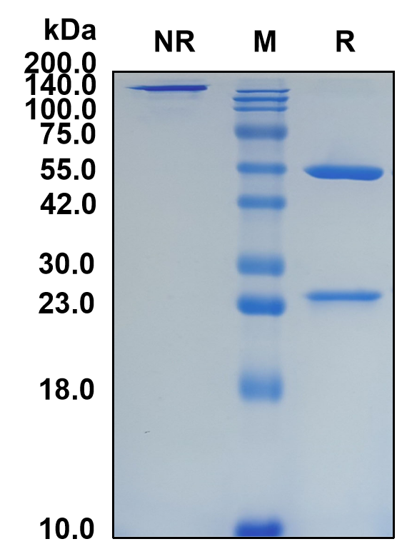 (Actoxumab)Biosimilar Reference Antibody