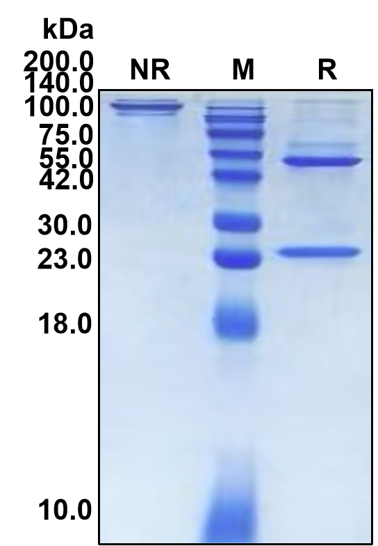 (Adalimumab)Biosimilar Reference Antibody