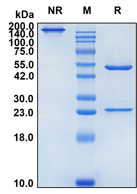 (Atidortoxumab)Biosimilar Reference Antibody-GS40044