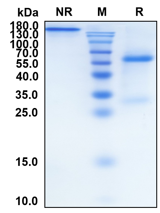 (Mavrilimumab)Biosimilar-Reference-Antibody-GS40425