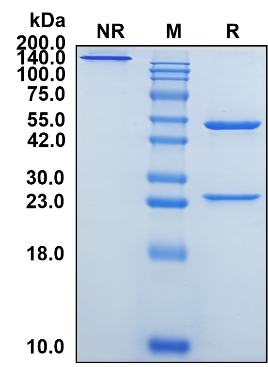 (Atoltivimab)Biosimilar Reference Antibody-GS40047