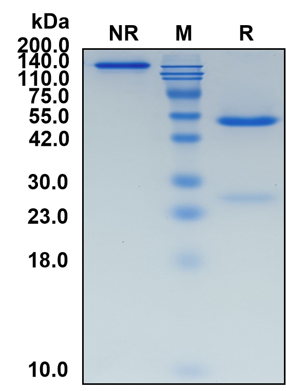 (Mezagitamab)Biosimilar-Reference-Antibody-GS40433
