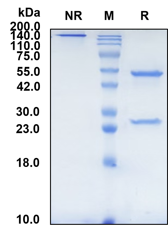 (Mibavademab)Biosimilar-Reference-Antibody-GS40434