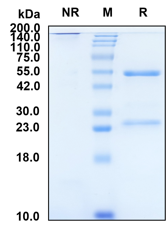 (Mirikizumab)Biosimilar Reference Antibody-GS40438