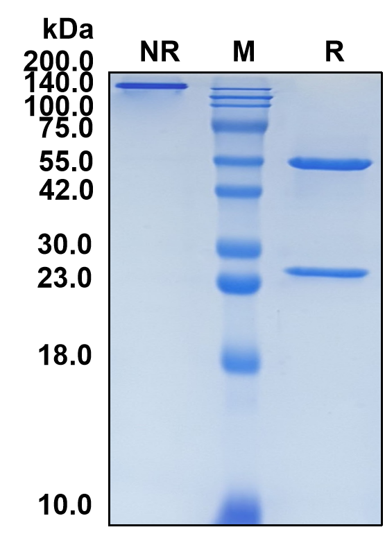 (Avdoralimab)Biosimilar Reference Antibody-GS40048