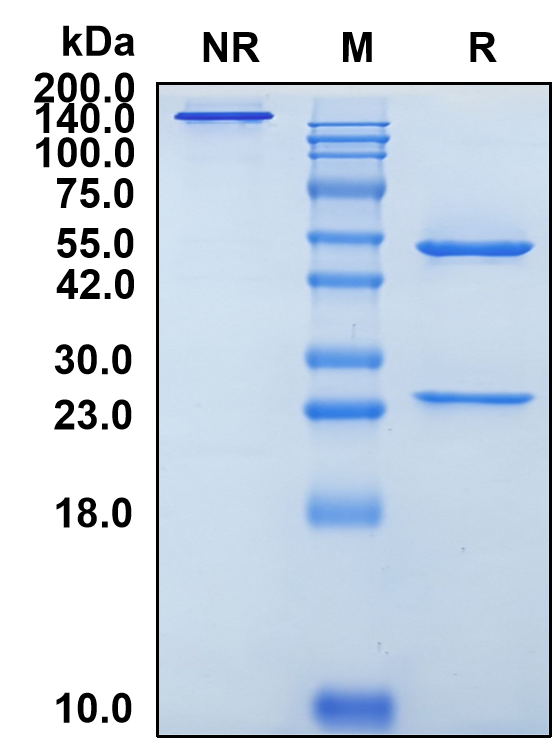 (Avizakimab)Biosimilar Reference Antibody-GS40050