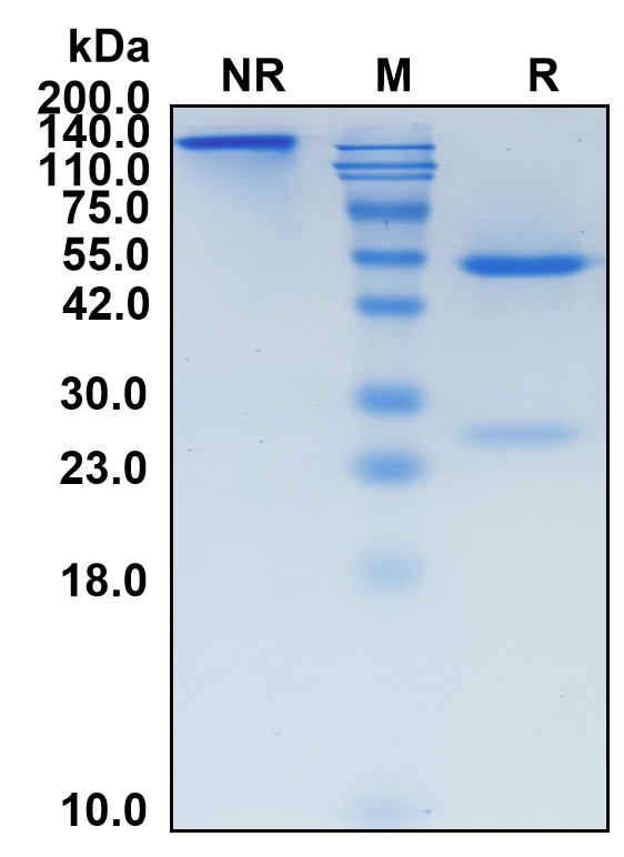 (Narnatumab)Biosimilar Reference Antibody-GS40459