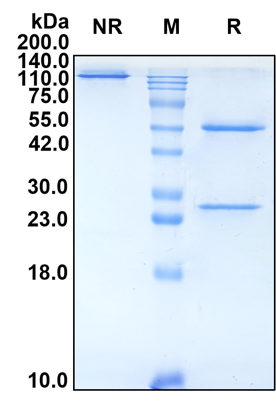 (Natalizumab)Biosimilar Reference Antibody-GS40461