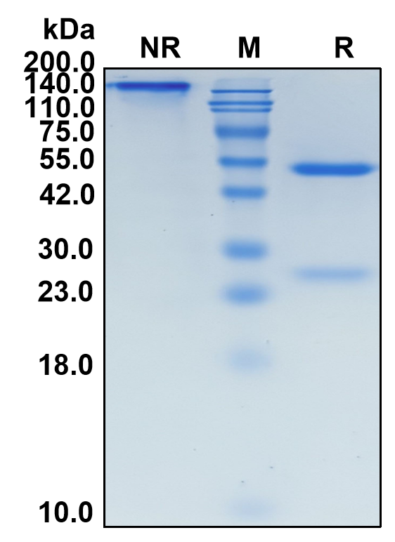 (Navivumab)Biosimilar Reference Antibody-GS40462