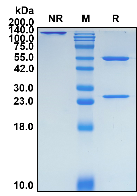 (Benufutamab)Biosimilar Reference Antibody-GS40076