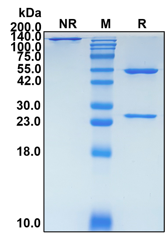(Berlimatoxumab)Biosimilar Reference Antibody-GS40078