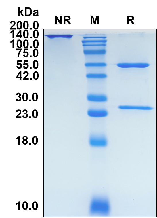 (Bermekimab)Biosimilar Reference Antibody-GS40079