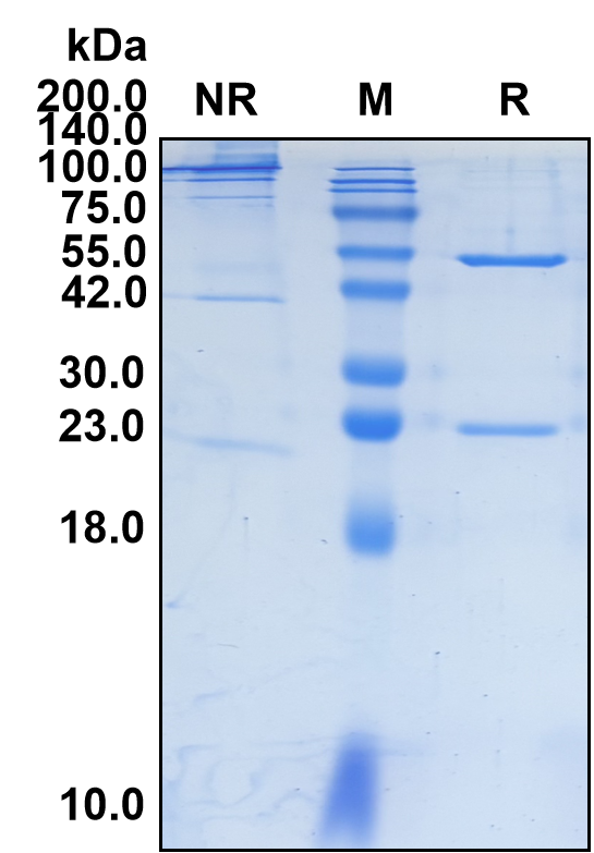 (Bersanlimab)Biosimilar Reference Antibody-GS40080