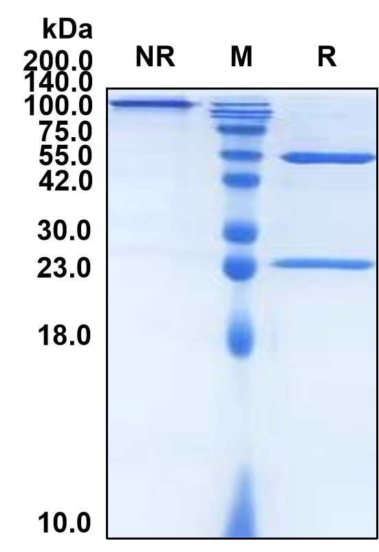 (Bevacizumab)Biosimilar Reference Antibody-GS40082