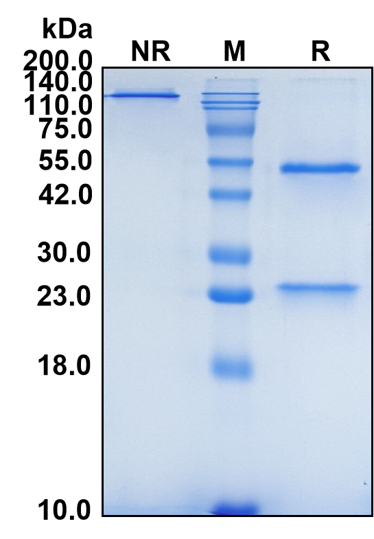 (Nemolizumab)Biosimilar Reference Antibody-GS40468