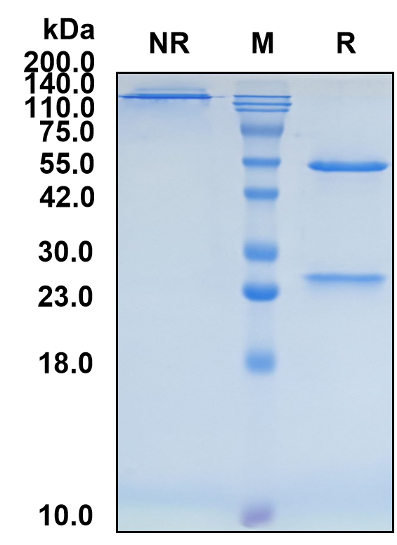 (Axatilimab)Biosimilar Reference Antibody-GS40051