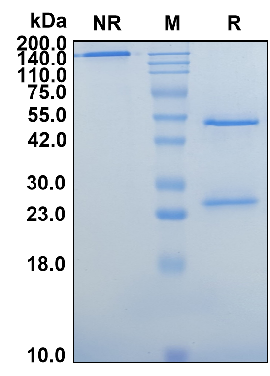 (Bapotulimab)Biosimilar Reference Antibody-GS40056