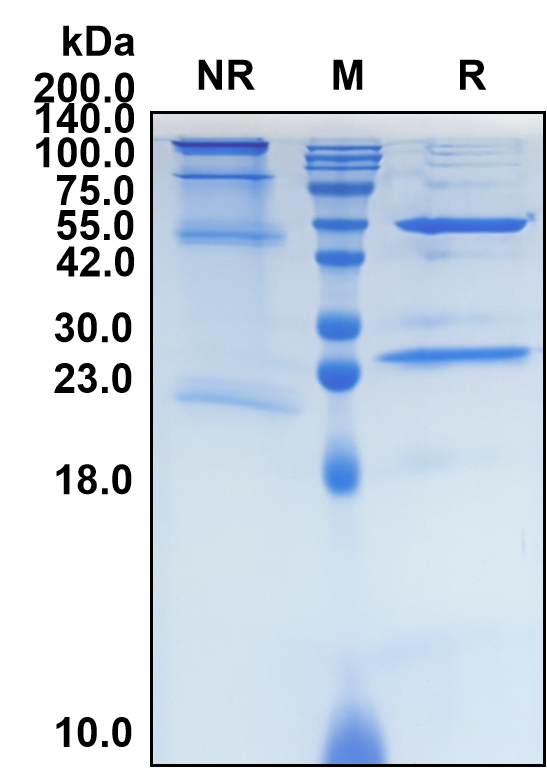 (Batoclimab)Biosimilar Reference Antibody-GS40060