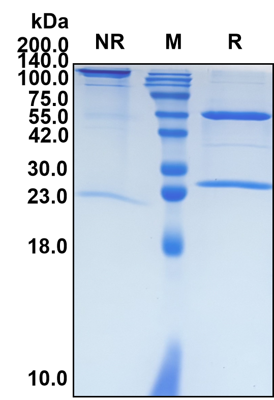 (Belimumab)Biosimilar Reference Antibody-GS40068