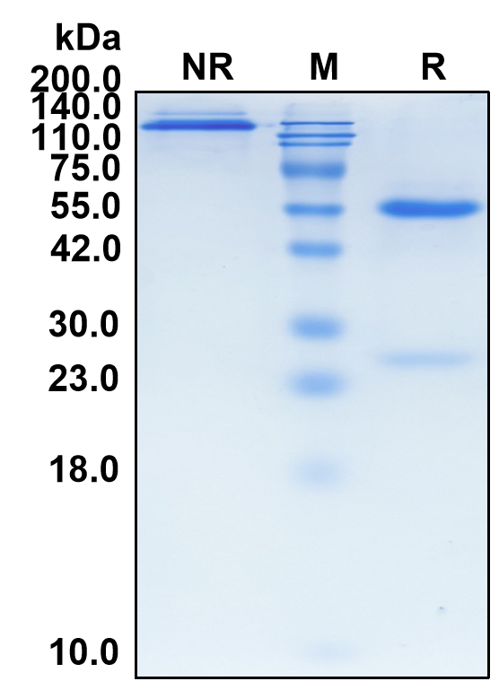 (Nirsevimab)Biosimilar Reference Antibody-GS40476