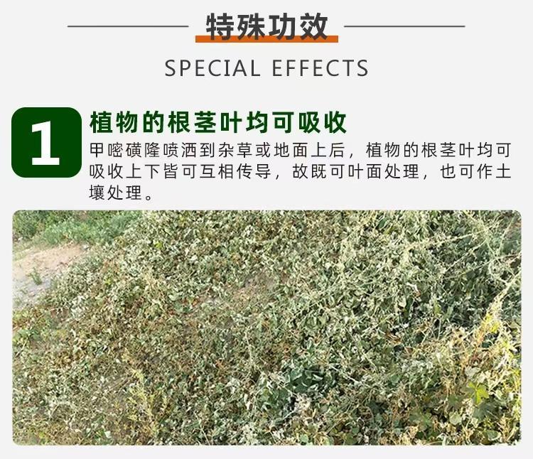 甲嘧磺隆除草效果2.jpg 甲嘧磺隆除草效果2.jpg