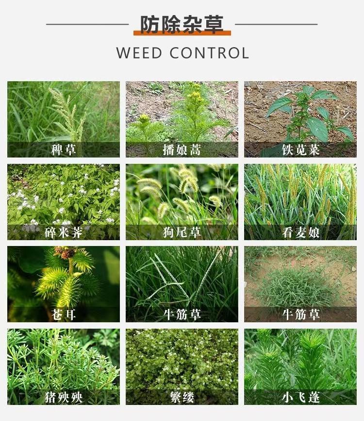 甲嘧磺隆杂草.jpg 甲嘧磺隆杂草.jpg