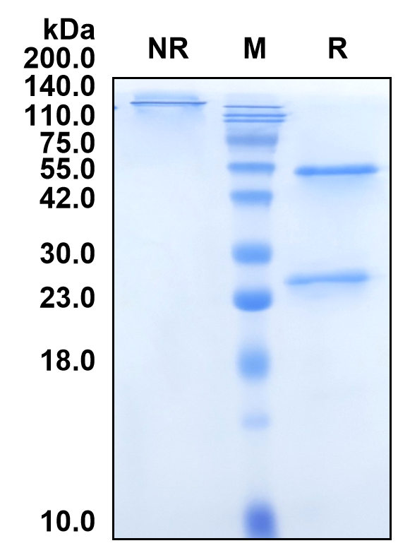 (Nivolumab)Biosimilar Reference Antibody-GS40478