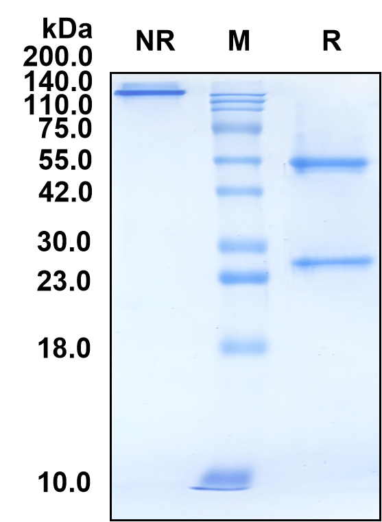 (Nofazinlimab)Biosimilar Reference Antibody-GS40479