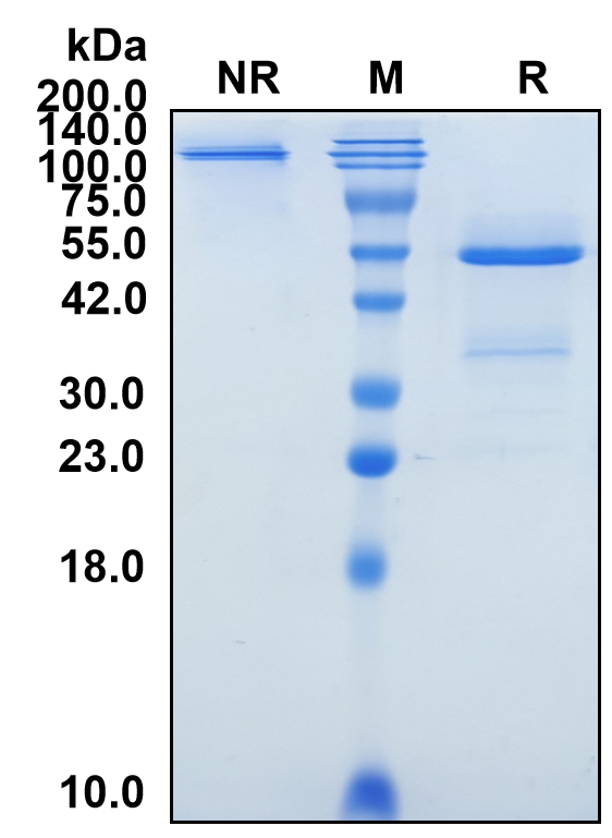 (Mirvetuximab)Biosimilar Reference Antibody-GS40440