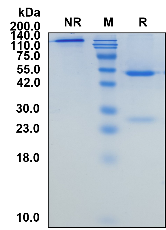 (Obinutuzumab)Biosimilar Reference Antibody-GS40485