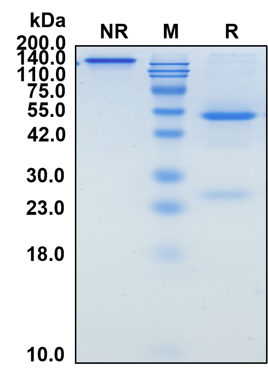 (Ociperlimab)Biosimilar Reference Antibody-GS40487