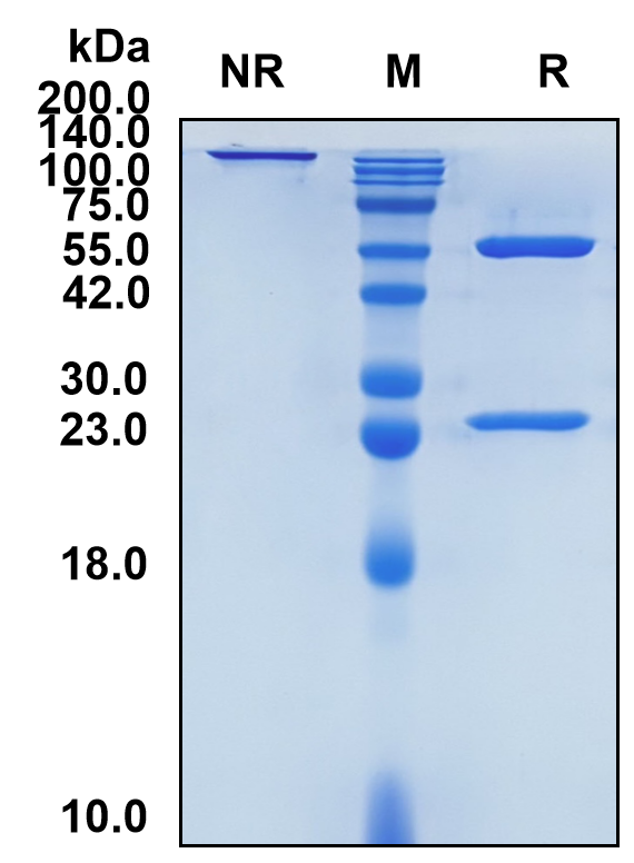 (Benralizumab)Biosimilar Reference Antibody-GS40074